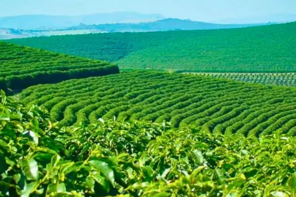 Culinary-Delights-Amidst-Coffee-Estates